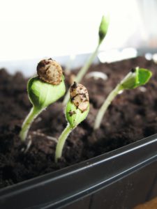 Las mejores semillas autoflorecientes para cultivos en exterior - COMPRA EN  SLC - Semillas Low Cost